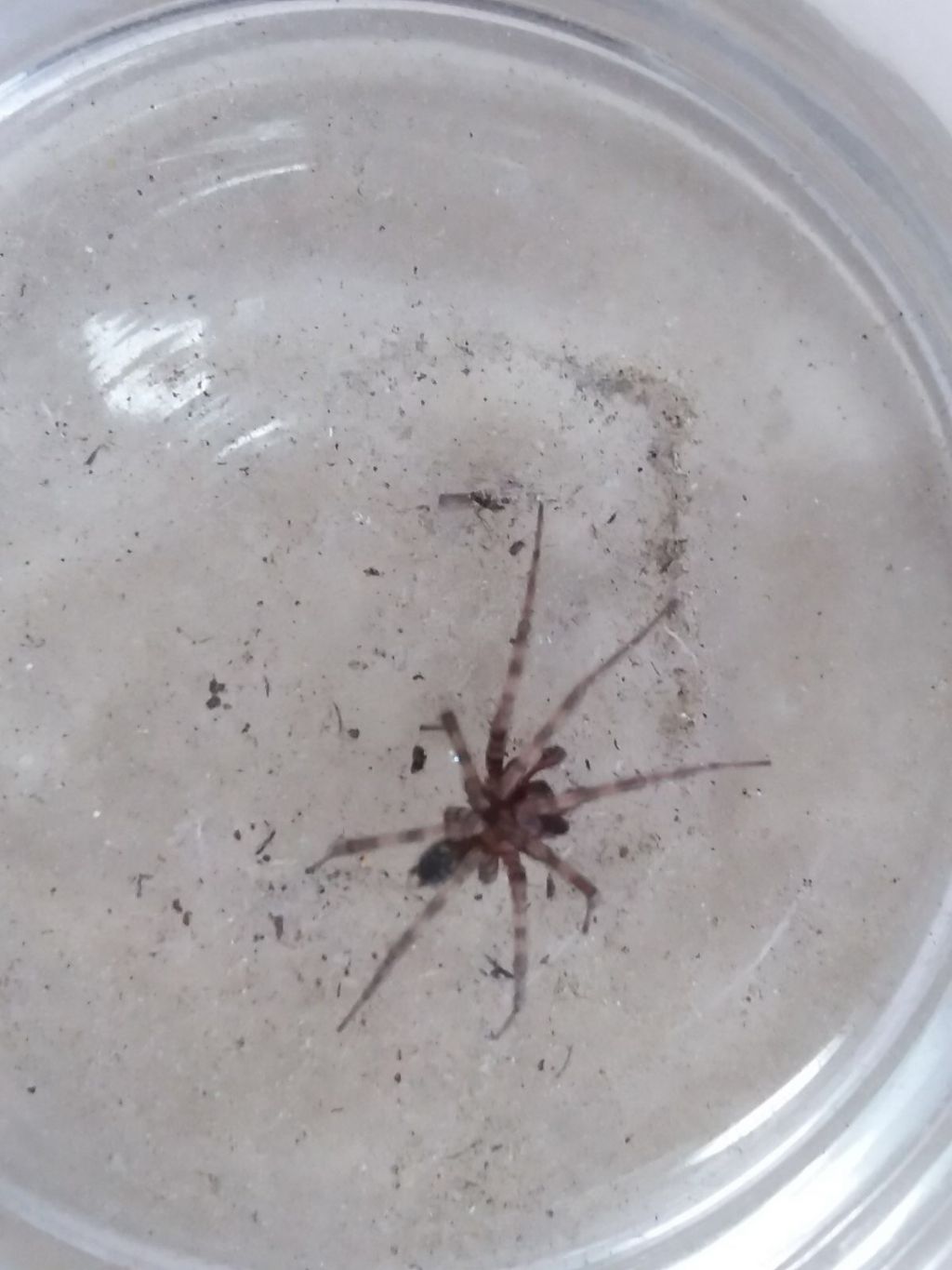 Tegenaria sp., maschio immaturo  - Sardegna meridionale